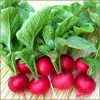 Củ cải đỏ Đà Lạt