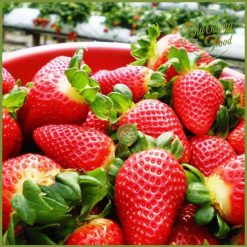 Dâu tây Đà Lạt